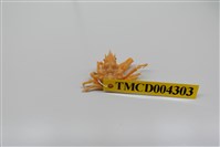 藏品(單刺單角蟹)的圖片